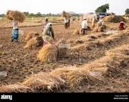 How Straw Walker Crankshaft Supports Efficient Crop Harvesting